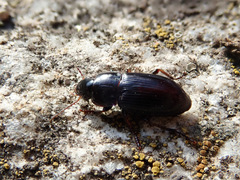 Harpalus pumilus