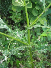 Berkheya debilis