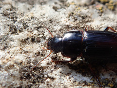 Harpalus pumilus
