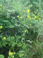 Berkheya debilis