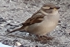 Passer domesticus