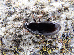 Harpalus pumilus