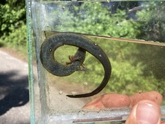 Siren lacertina