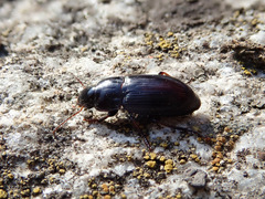 Harpalus pumilus