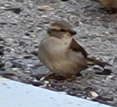 Passer domesticus