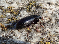 Harpalus pumilus