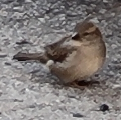 Passer domesticus