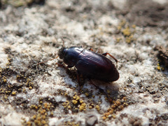 Harpalus pumilus