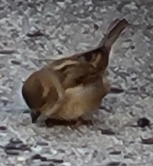 Passer domesticus