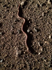 Phyllorhynchus decurtatus