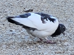 Columba livia domestica