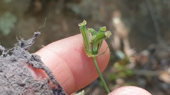 Osmorhiza brachypoda