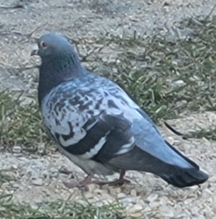 Columba livia domestica