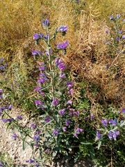 Echium