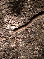 Arizona elegans
