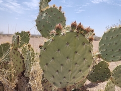 Opuntia rastrera