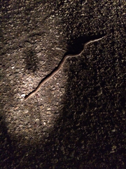 Arizona elegans