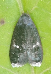 Menesta tortriciformella