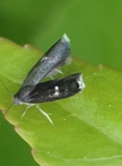 Menesta tortriciformella