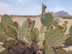 Opuntia rastrera