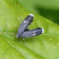 Menesta tortriciformella