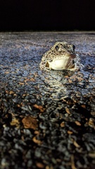 Lithobates areolatus