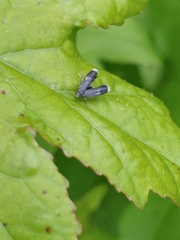 Menesta tortriciformella