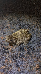 Lithobates areolatus