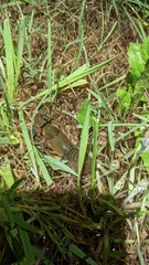 Procambarus gracilis