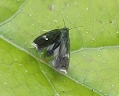 Menesta tortriciformella