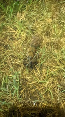 Procambarus gracilis