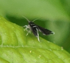 Menesta tortriciformella