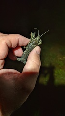 Procambarus gracilis