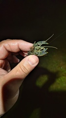 Procambarus gracilis