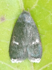 Menesta tortriciformella