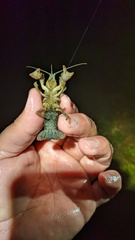 Procambarus gracilis