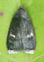 Menesta tortriciformella