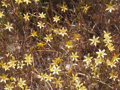 Triteleia ixioides ixioides