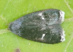 Menesta tortriciformella