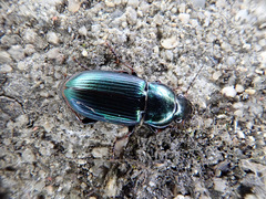 Harpalus honestus