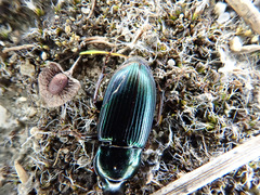 Harpalus honestus