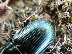 Harpalus honestus