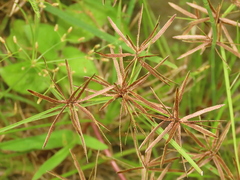 Cyperus flavidus