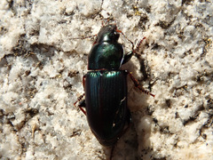 Harpalus honestus