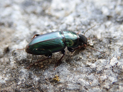 Harpalus honestus