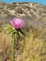 Silybum marianum