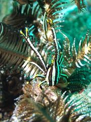 Allogalathea elegans