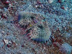 Dactyloptena orientalis