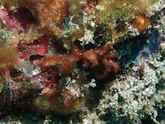 Achaeus japonicus