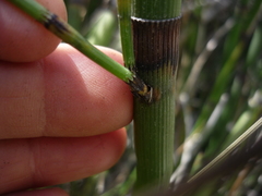 Equisetum myriochaetum